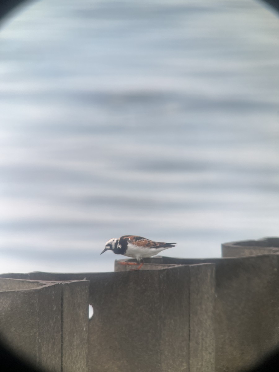 Ruddy Turnstone - ML619892846