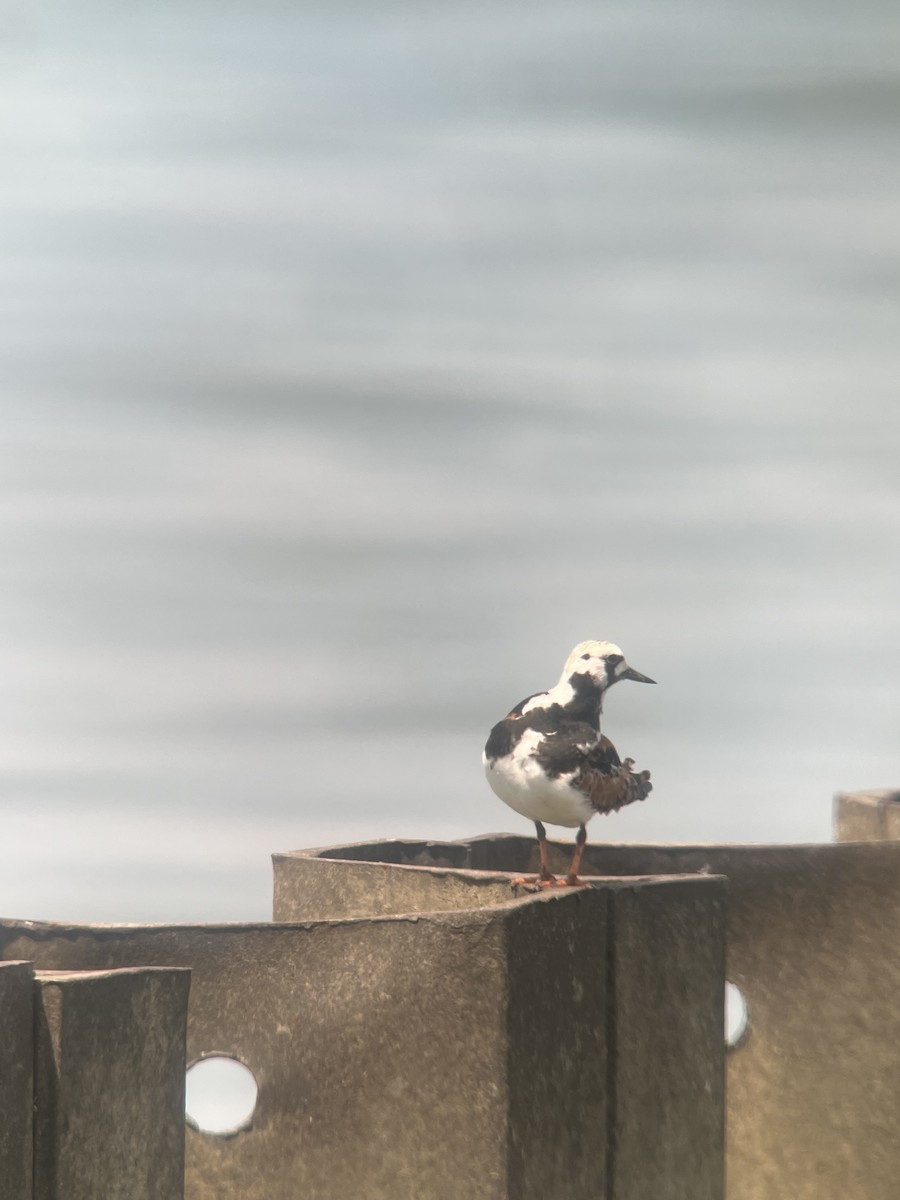 Ruddy Turnstone - ML619892854