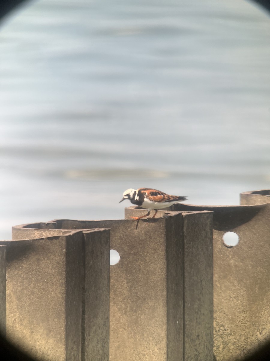 Ruddy Turnstone - ML619892862