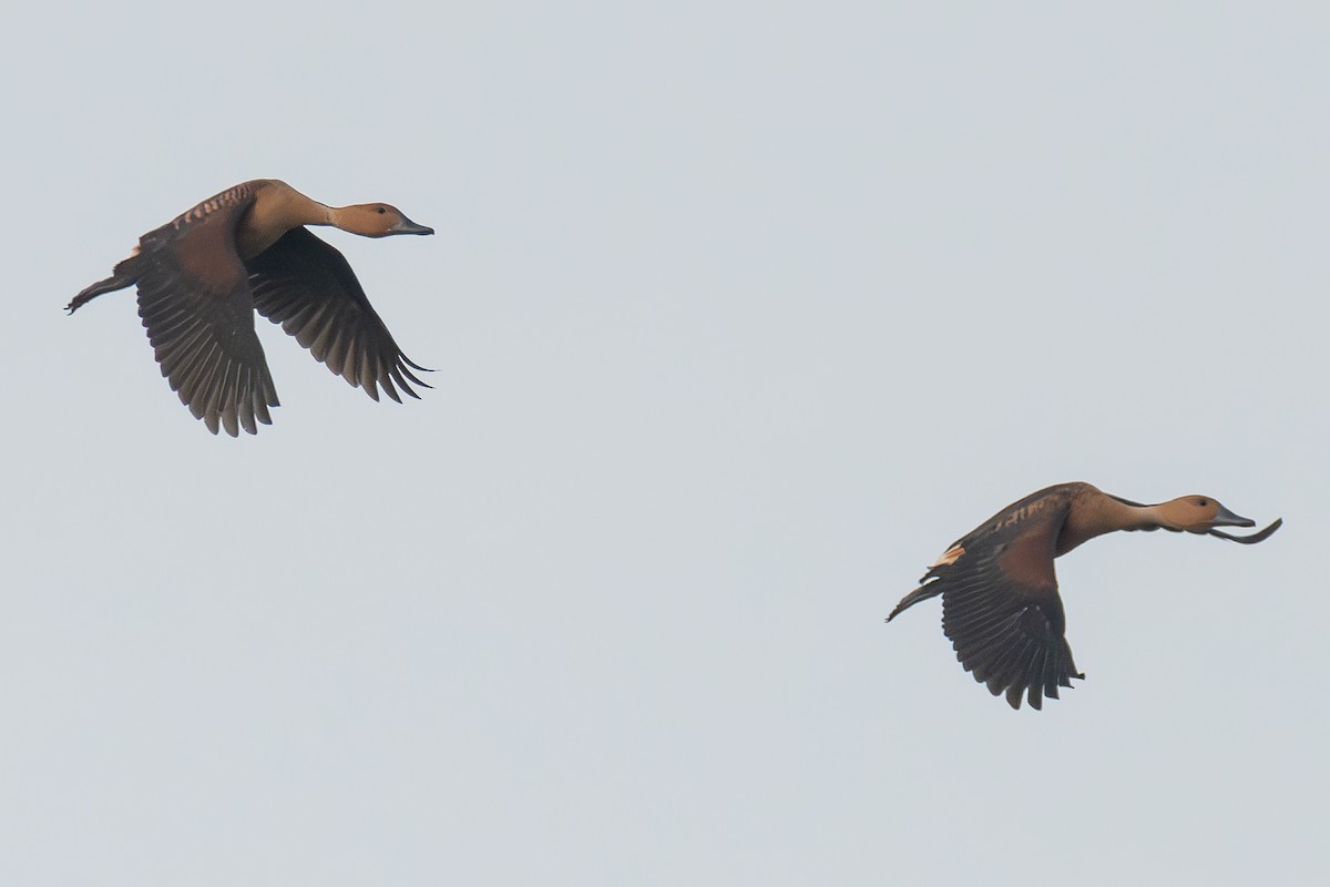 Fulvous Whistling-Duck - ML619892874