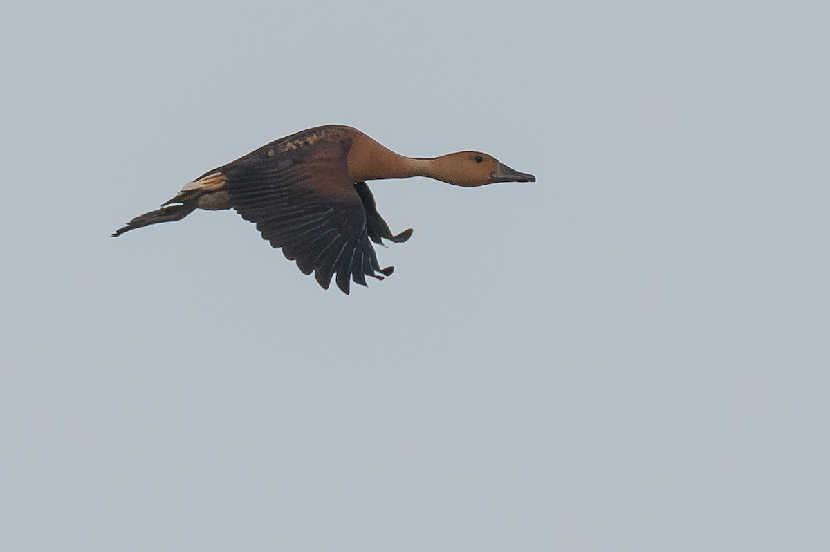 Fulvous Whistling-Duck - ML619892880