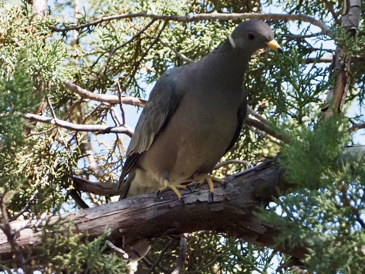 Band-tailed Pigeon - ML619892908