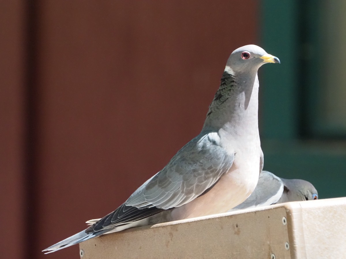 Band-tailed Pigeon - ML619892909