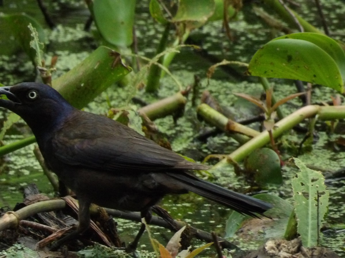 Common Grackle - ML619892916