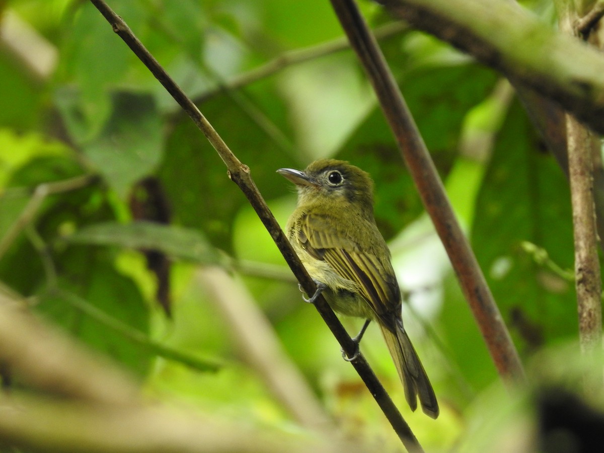 Eye-ringed Flatbill - ML619892930