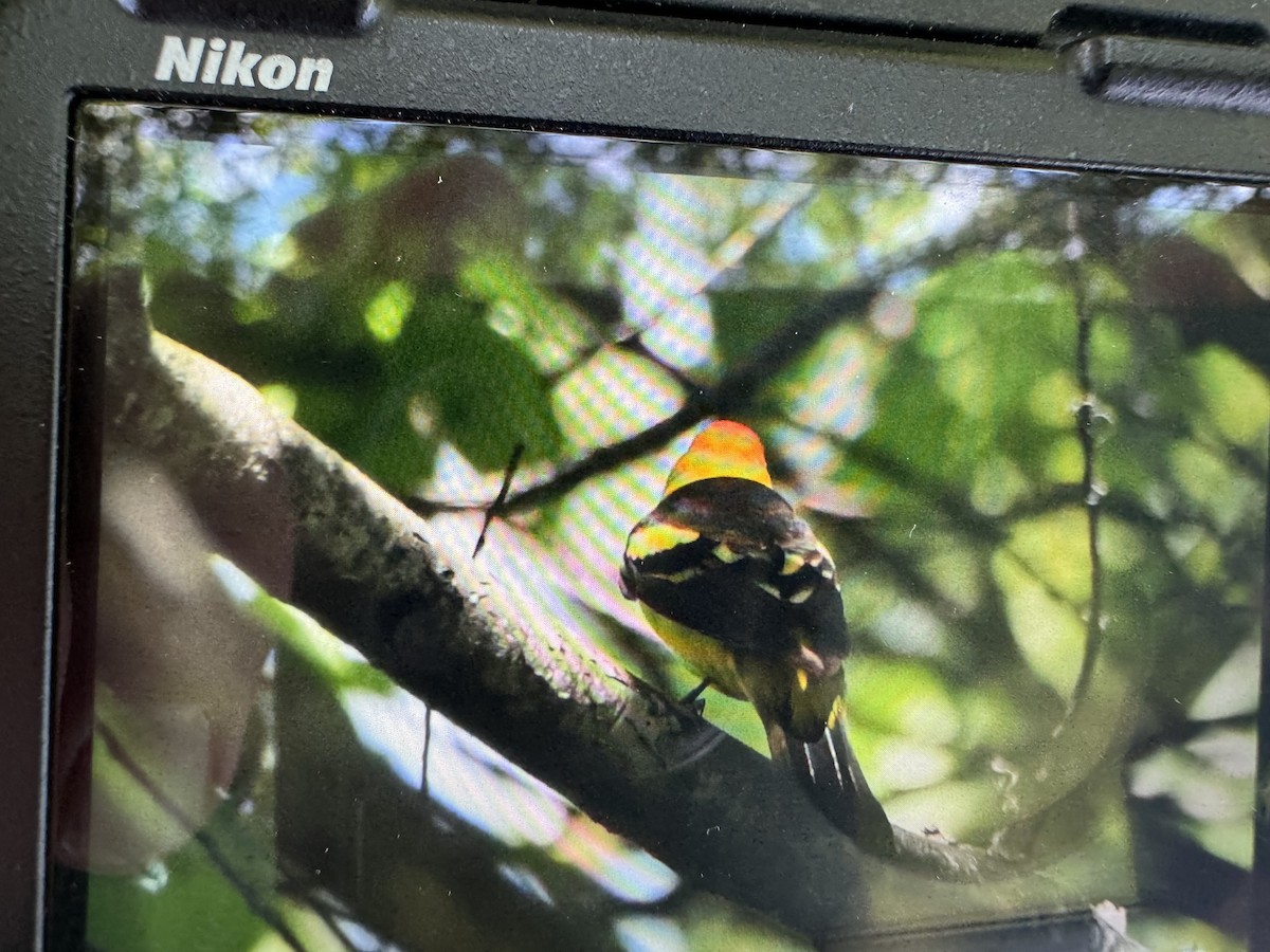 Western Tanager - ML619892944