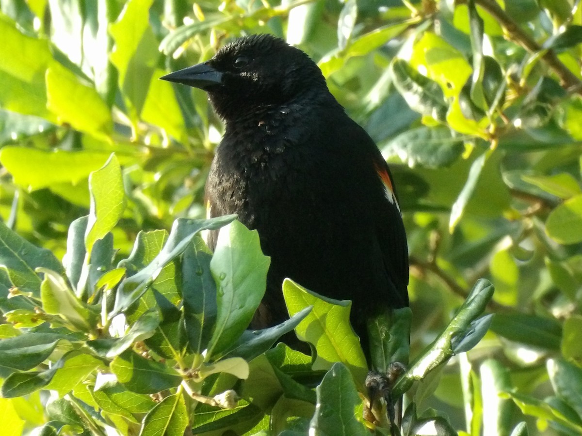 Red-winged Blackbird - ML619892948