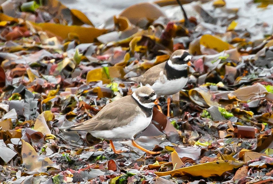 Common Ringed Plover - ML619892949