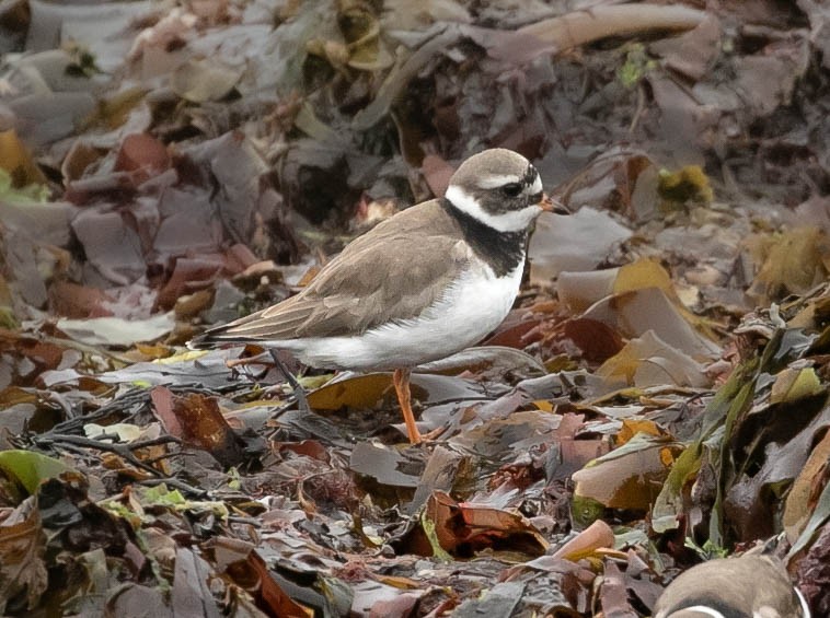 Common Ringed Plover - ML619892950