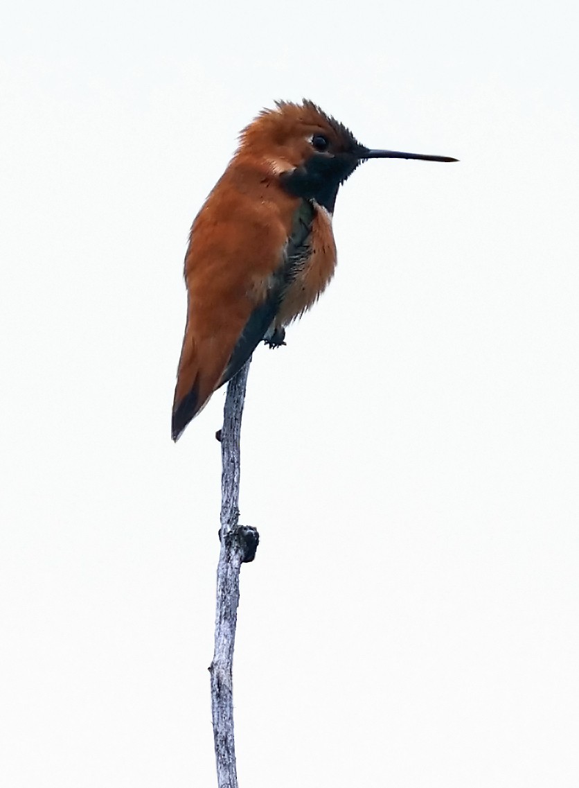 Rufous Hummingbird - ML619892953