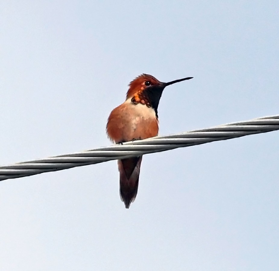Rufous Hummingbird - ML619892963