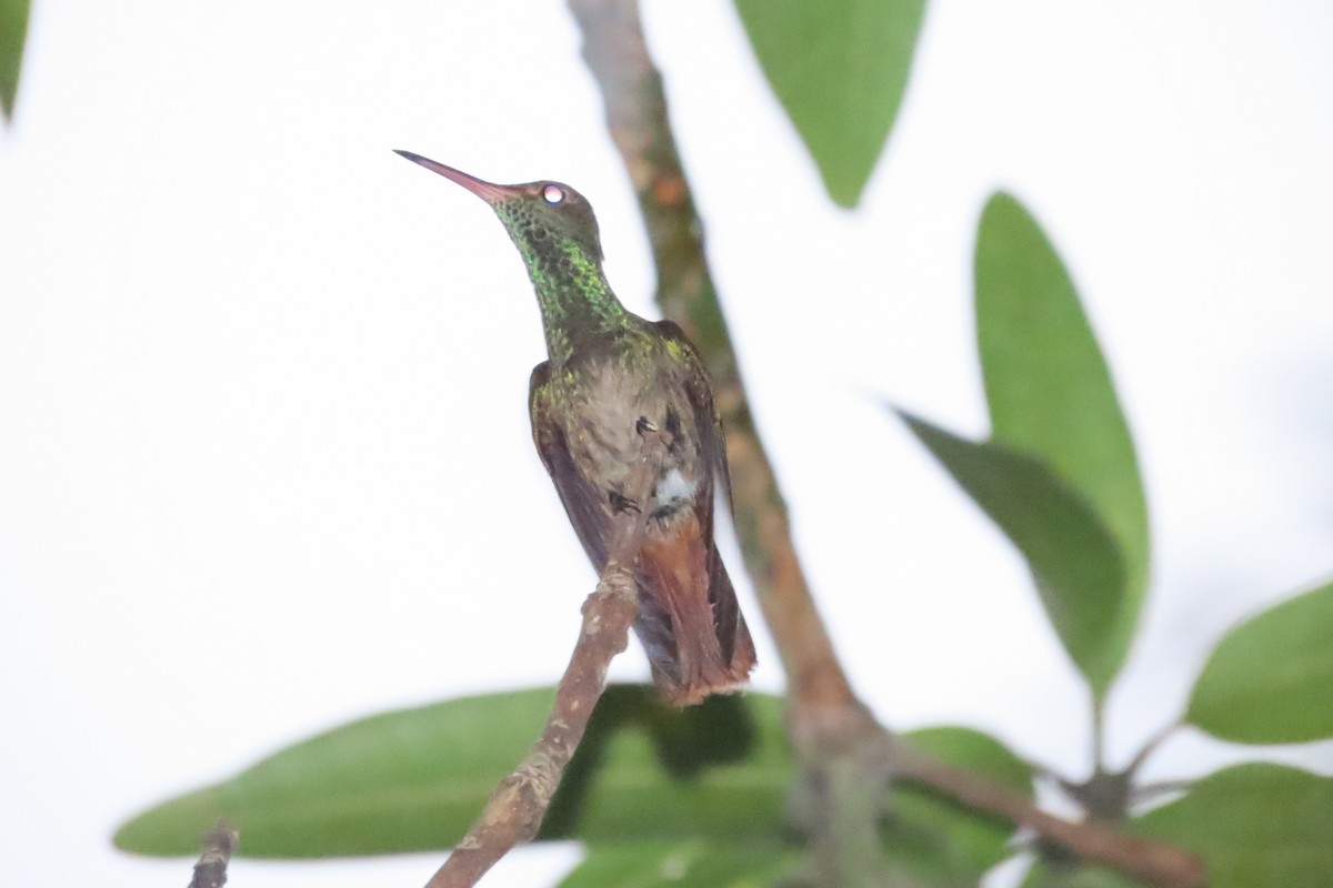 Rufous-tailed Hummingbird - ML619892964