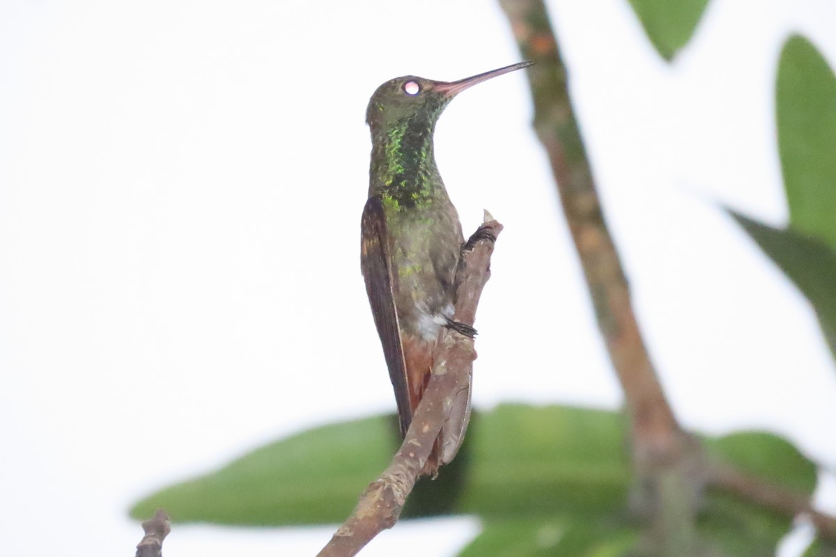 Rufous-tailed Hummingbird - ML619892965