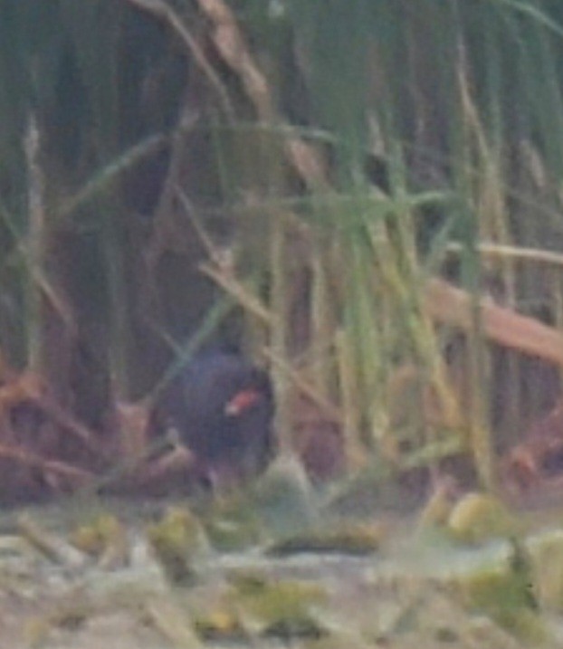 Common Gallinule - Nate Shipley