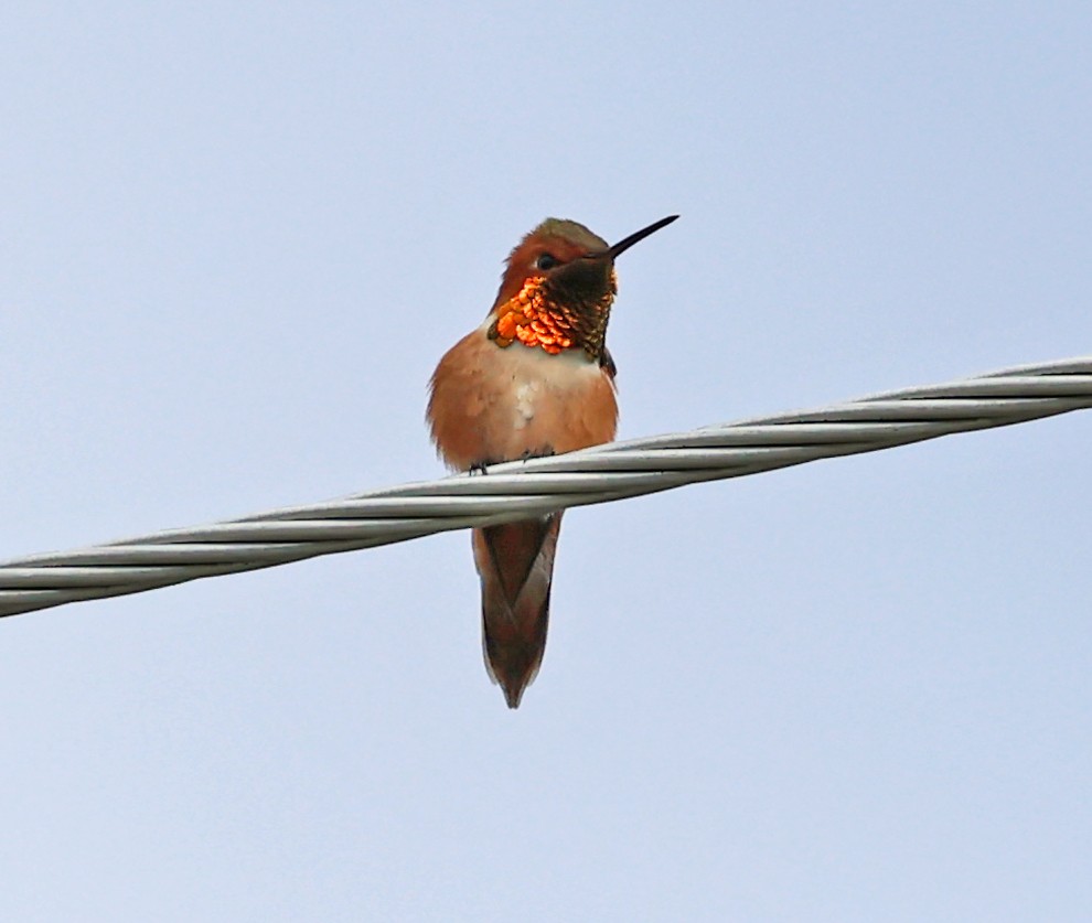 Rufous Hummingbird - ML619892971