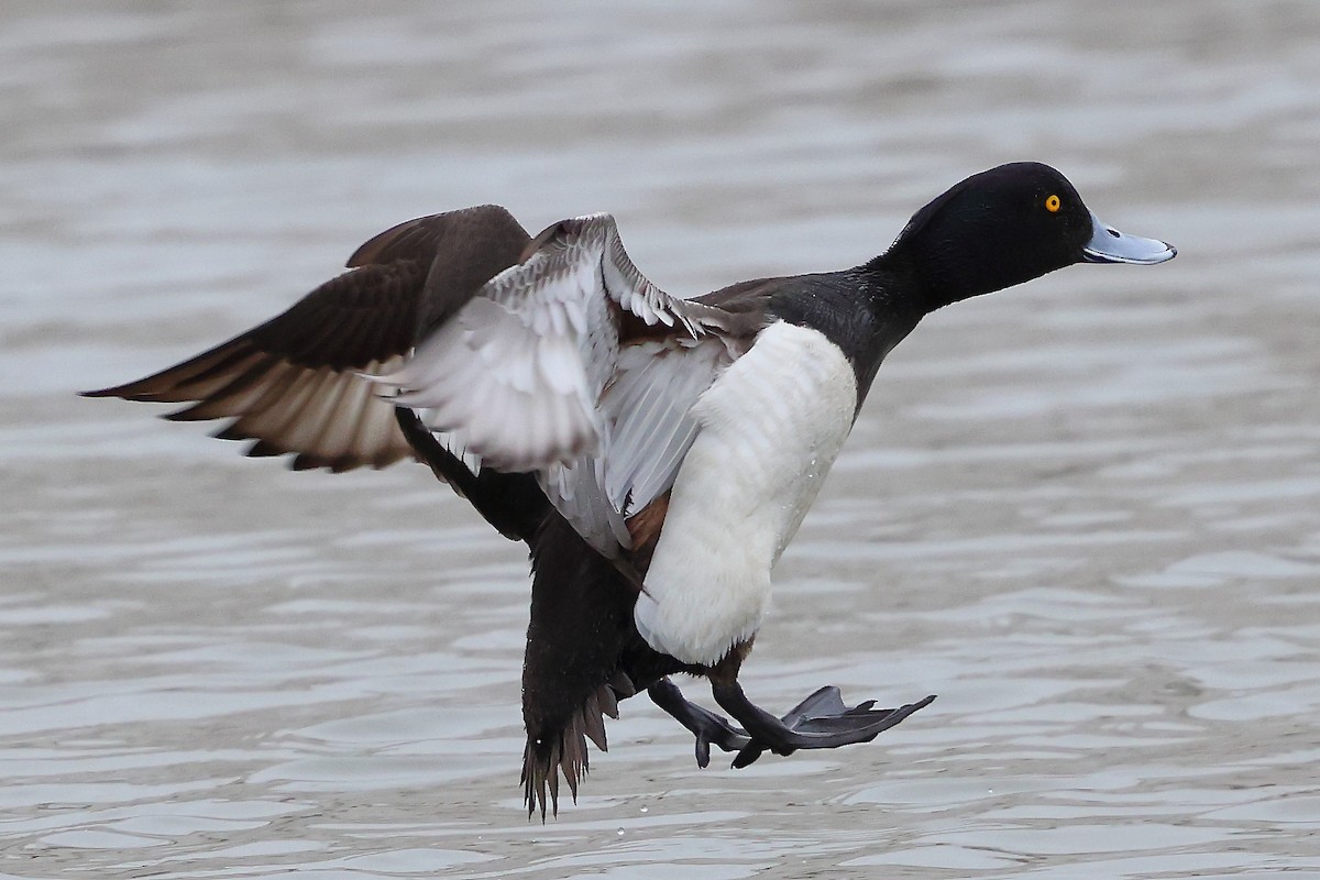 Tufted Duck - ML619892987
