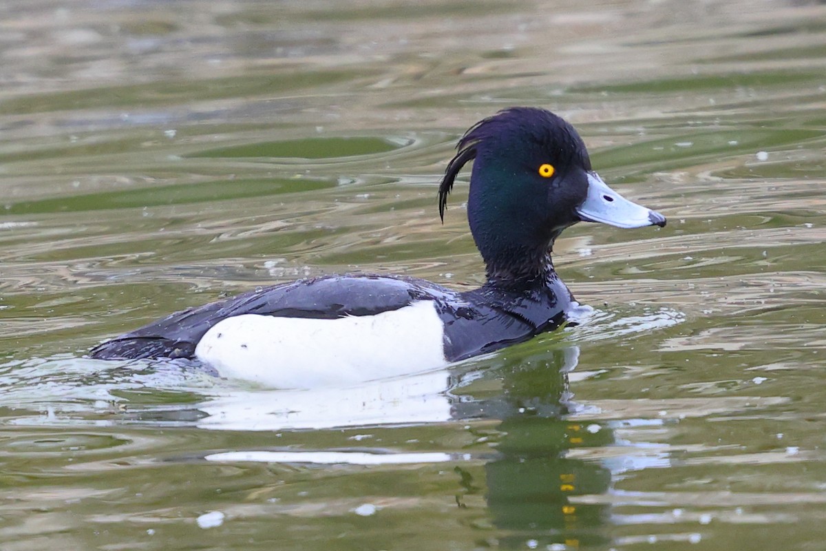 Tufted Duck - ML619893001