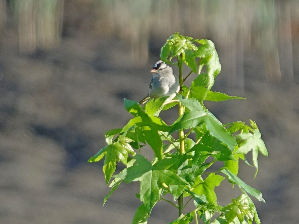 White-crowned Sparrow - ML619893013