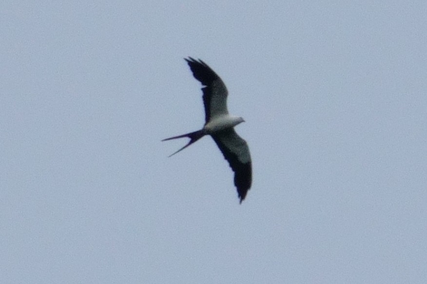 Swallow-tailed Kite - ML619893016