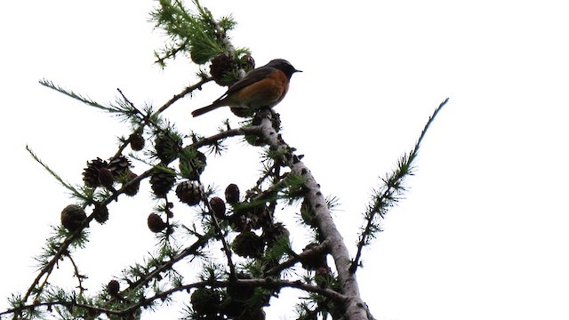 rehek zahradní (ssp. phoenicurus) - ML619893018