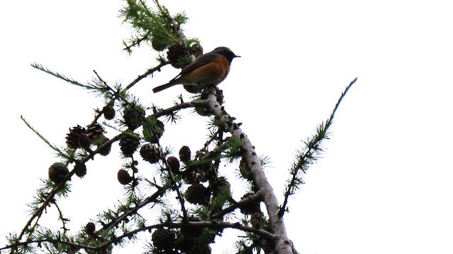 Colirrojo Real (phoenicurus) - ML619893018