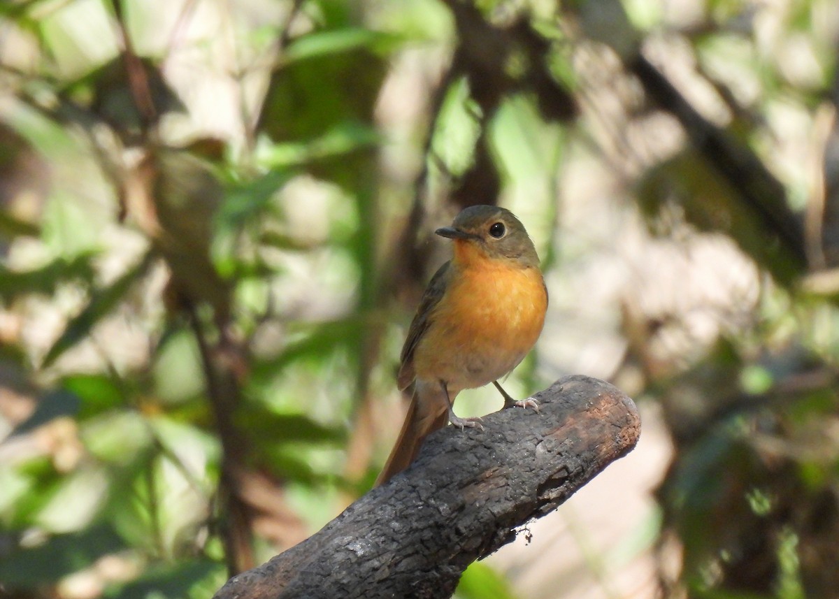 Hill Blue Flycatcher - ML619893022