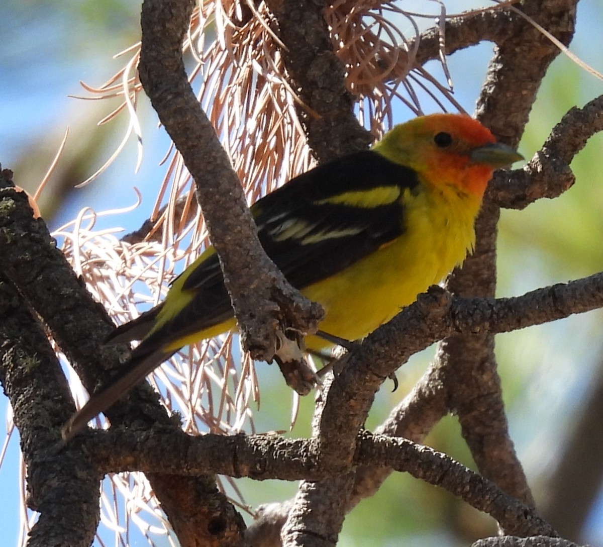 Western Tanager - ML619893023