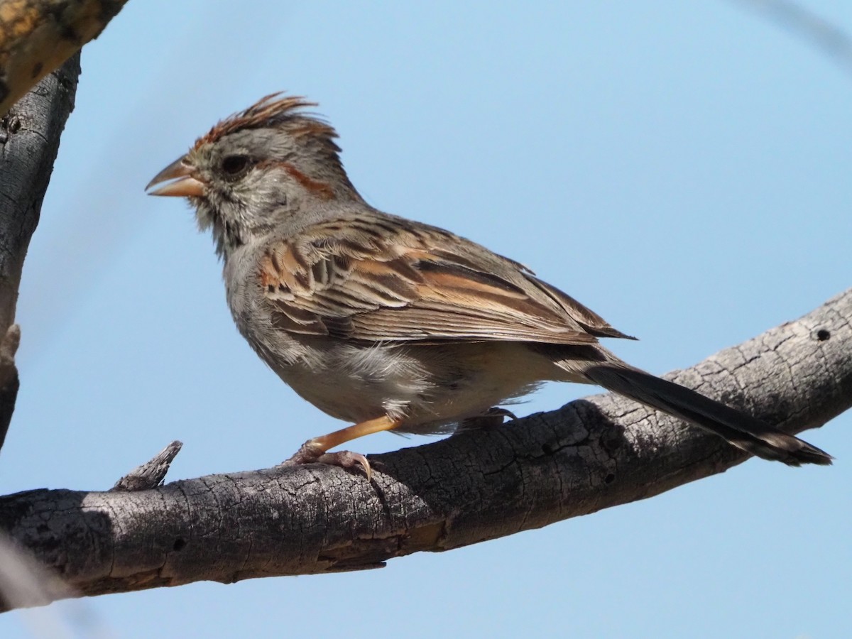 Rufous-winged Sparrow - ML619893032