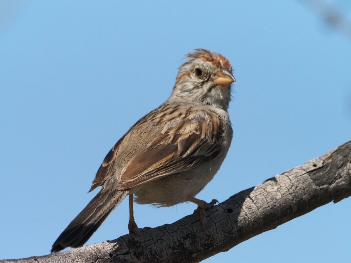 Rufous-winged Sparrow - ML619893034