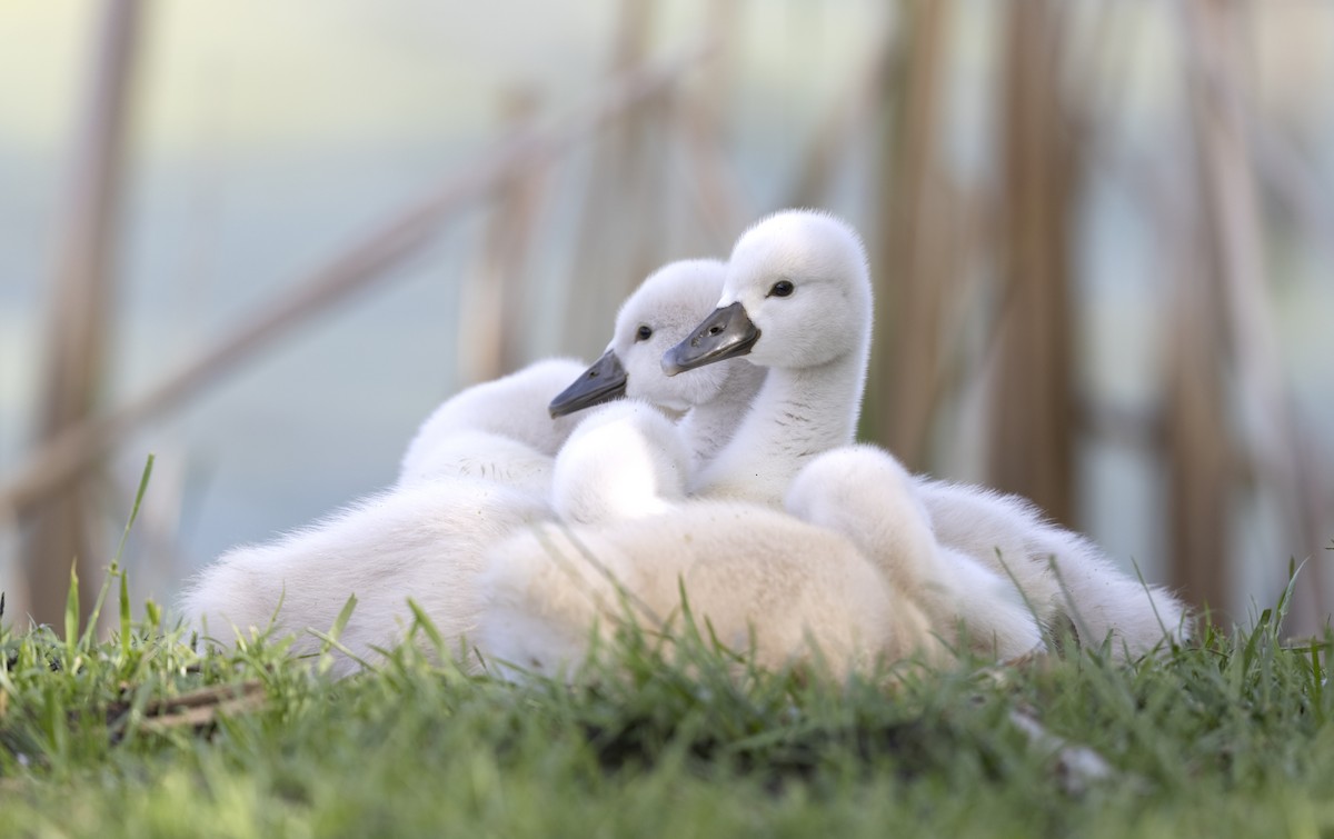 Cygne tuberculé - ML619893039