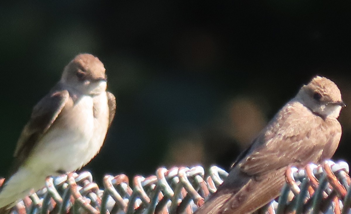 Northern Rough-winged Swallow - ML619893041