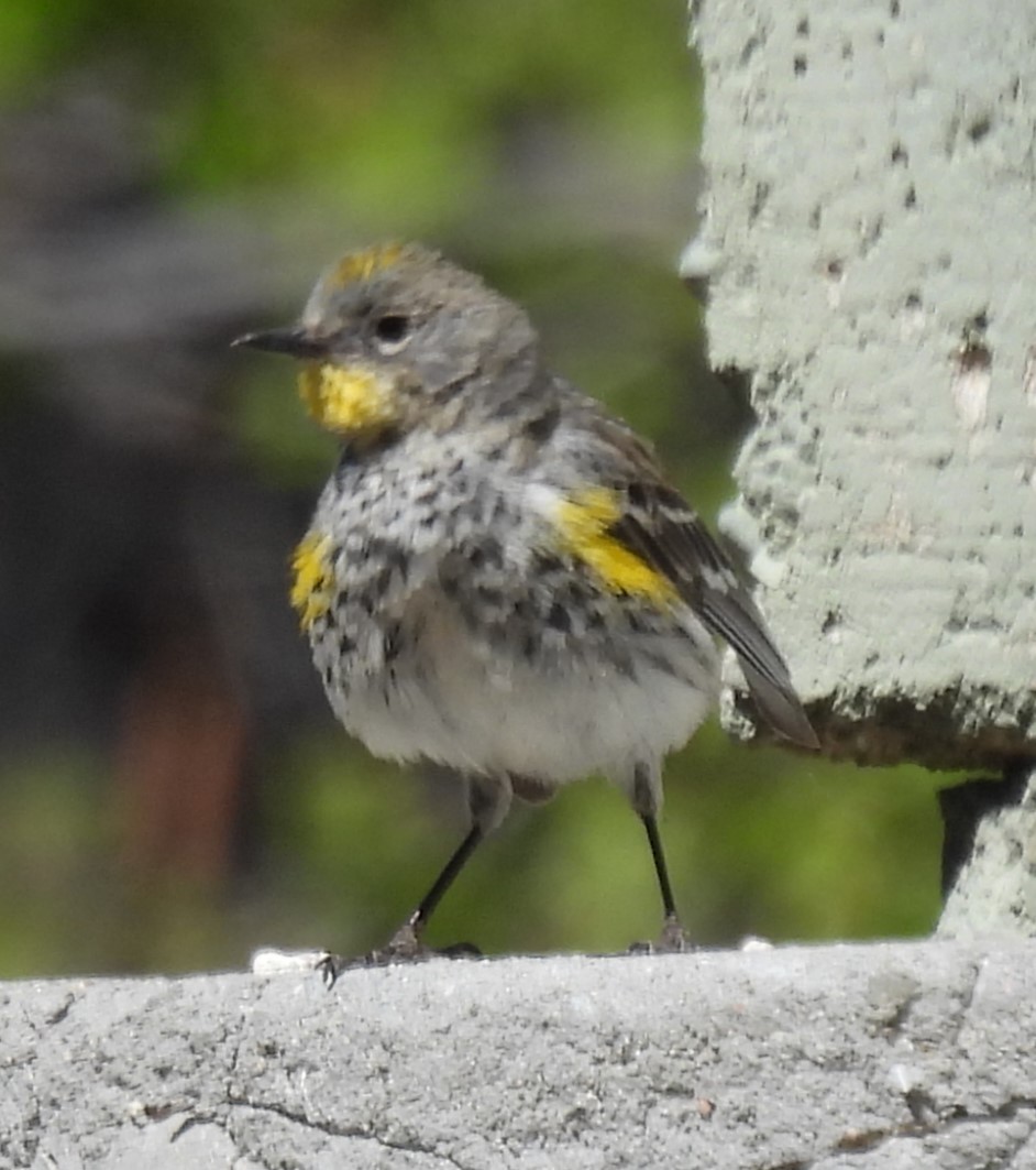 Yellow-rumped Warbler - ML619893043