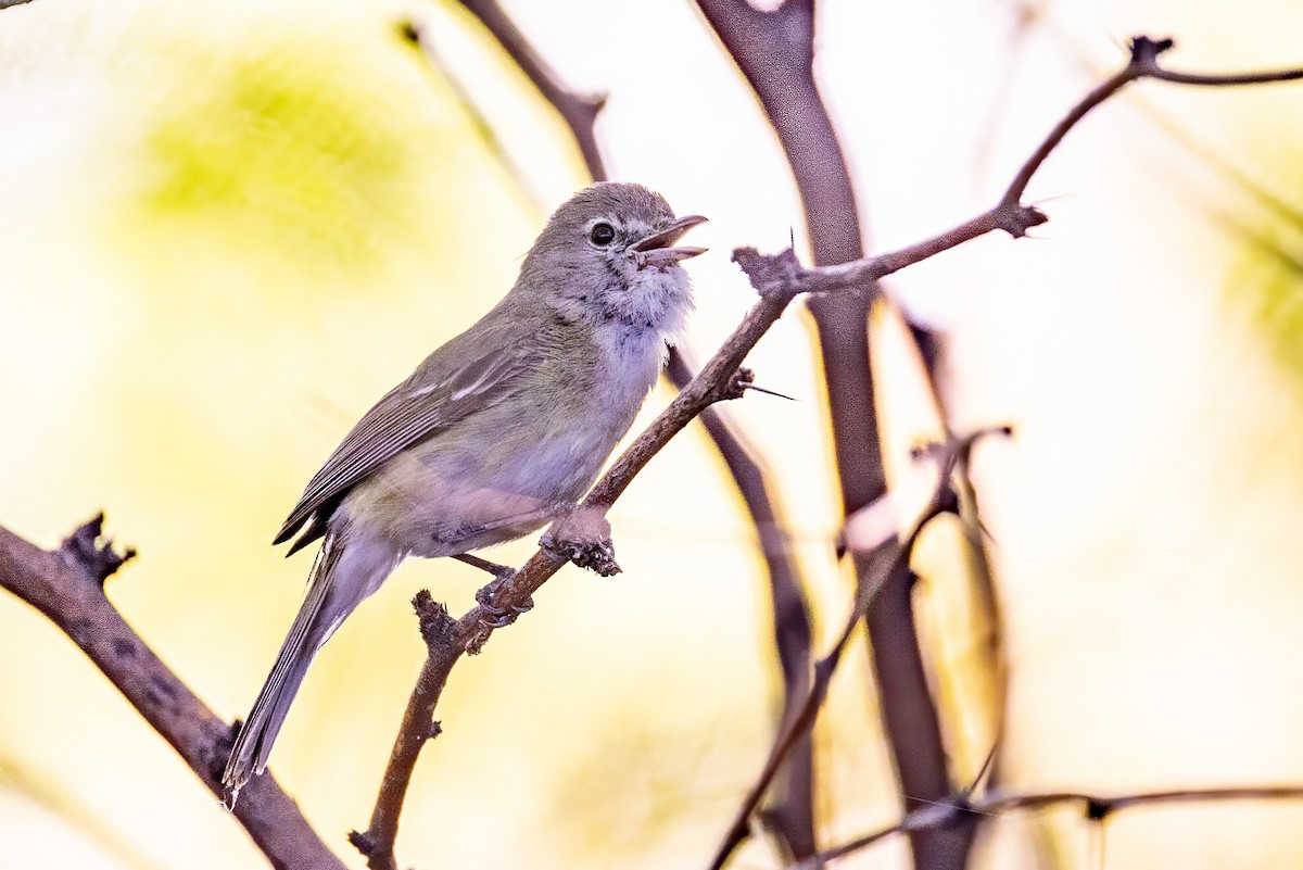 Braunaugenvireo - ML619893047