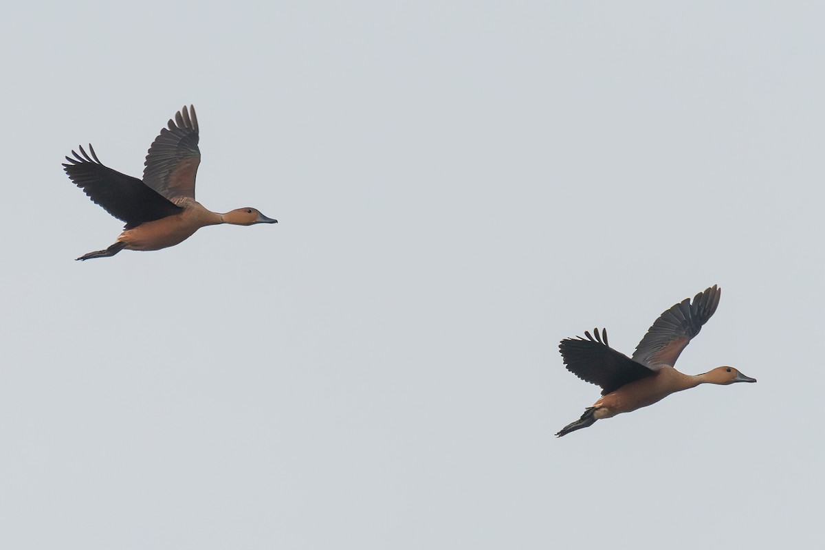 Fulvous Whistling-Duck - ML619893049