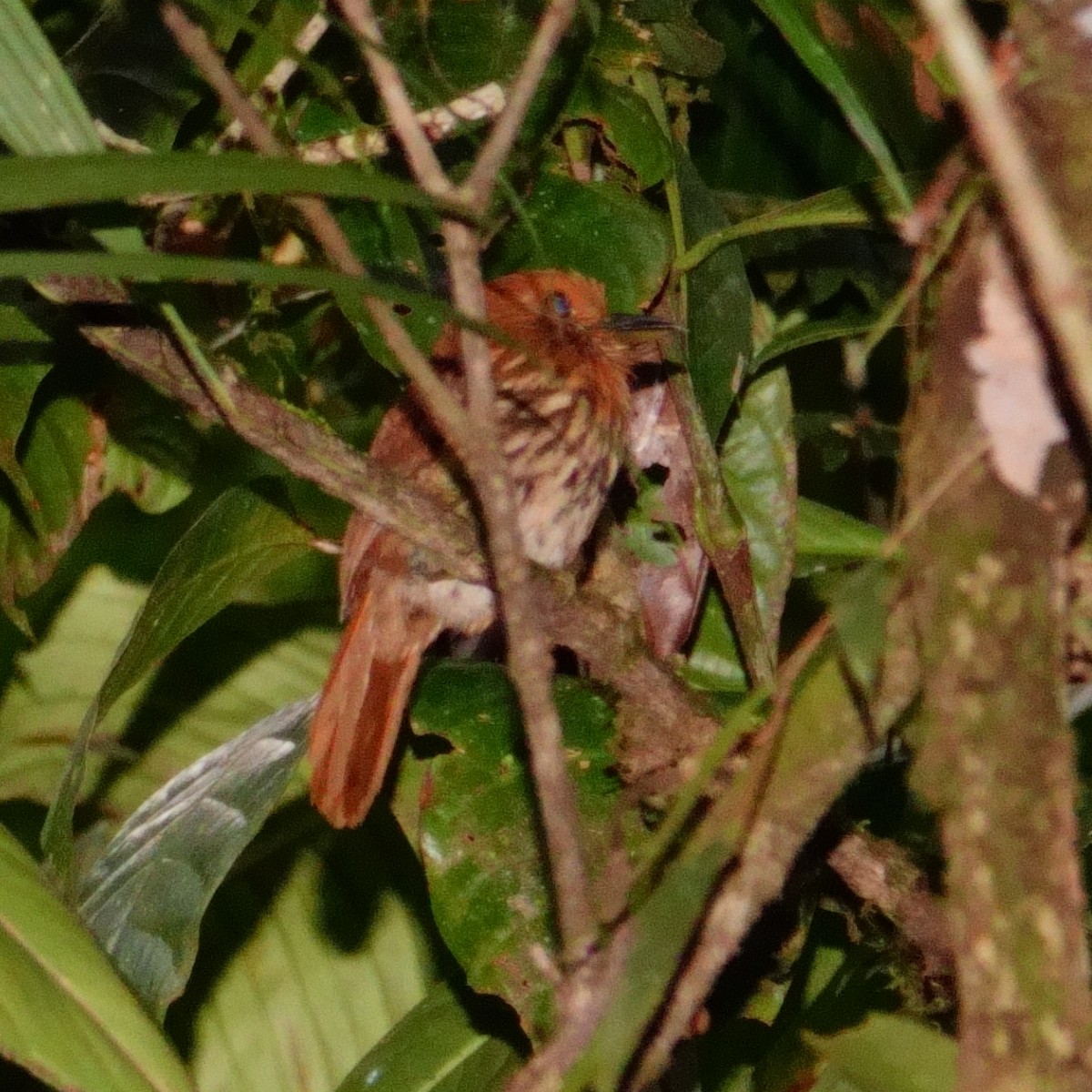 White-whiskered Puffbird - ML619893050