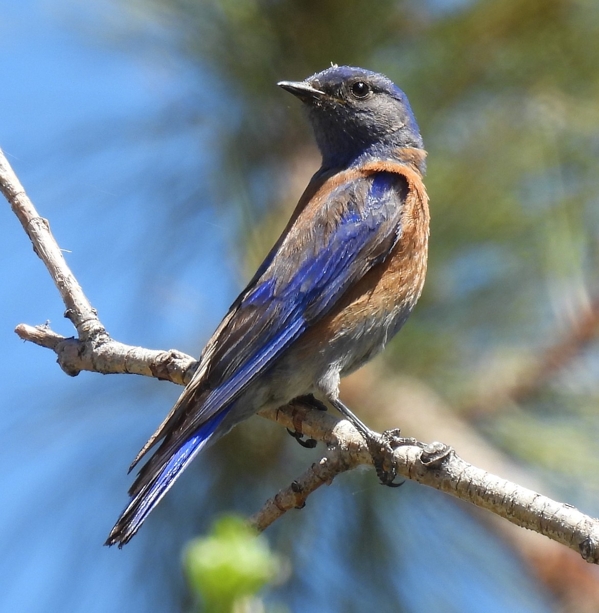 Western Bluebird - ML619893051