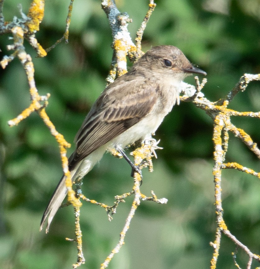 Eastern Phoebe - ML619893055