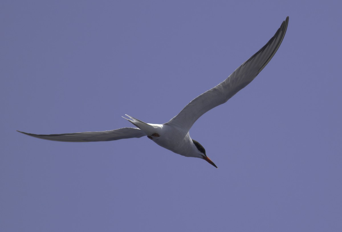 Common Tern - ML619893057