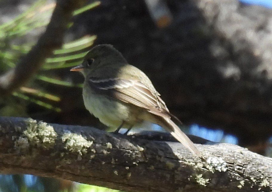 Western Flycatcher - ML619893059