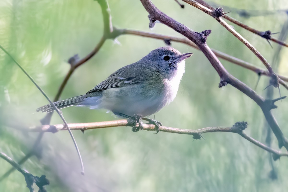 Braunaugenvireo - ML619893072