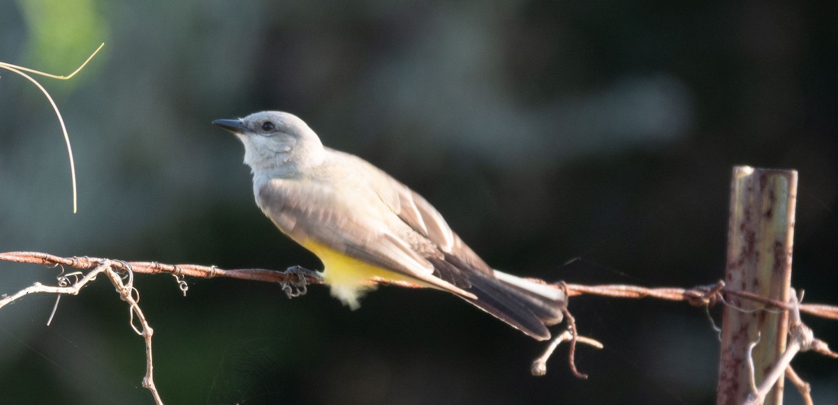 Western Kingbird - ML619893073