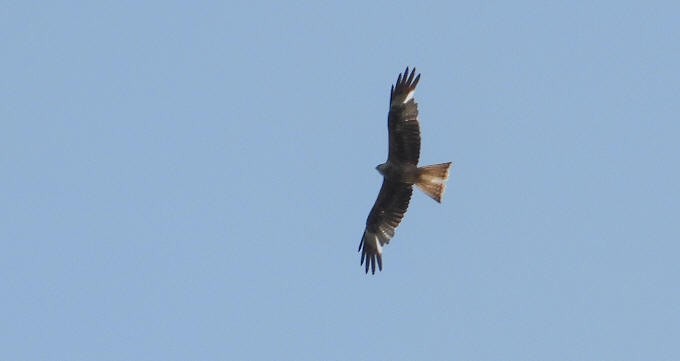 Red Kite - ML619893078