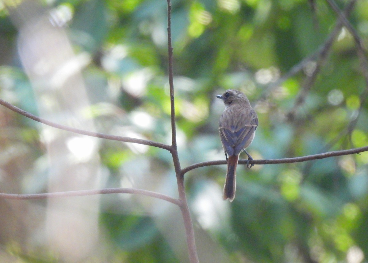 Gray Bushchat - ML619893104