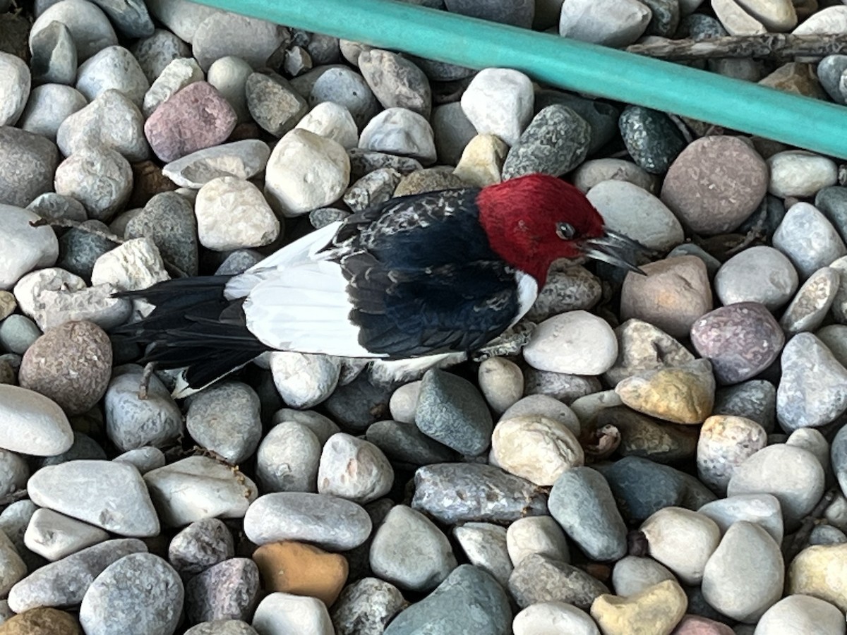 Red-headed Woodpecker - ML619893107