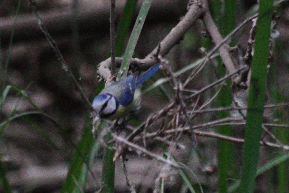 Eurasian Blue Tit - ML619893135