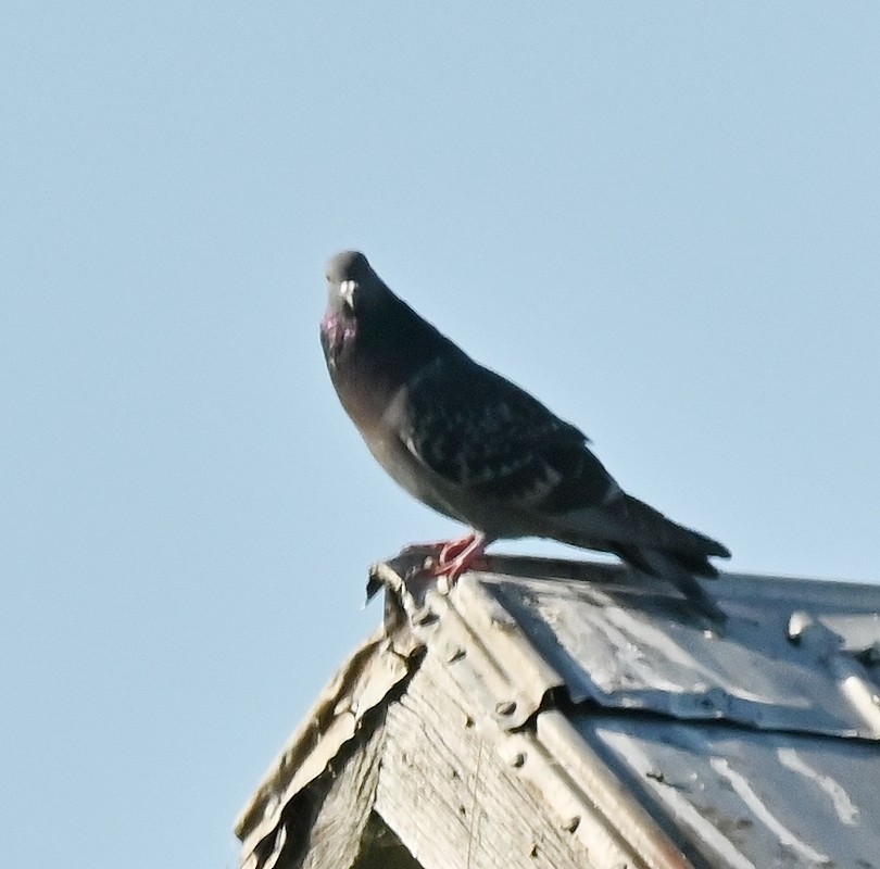 Rock Pigeon (Feral Pigeon) - ML619893139