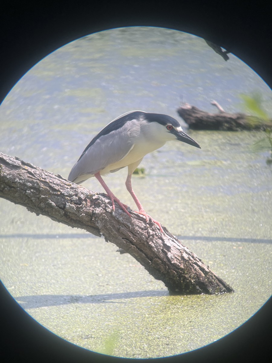 Black-crowned Night Heron - ML619893144