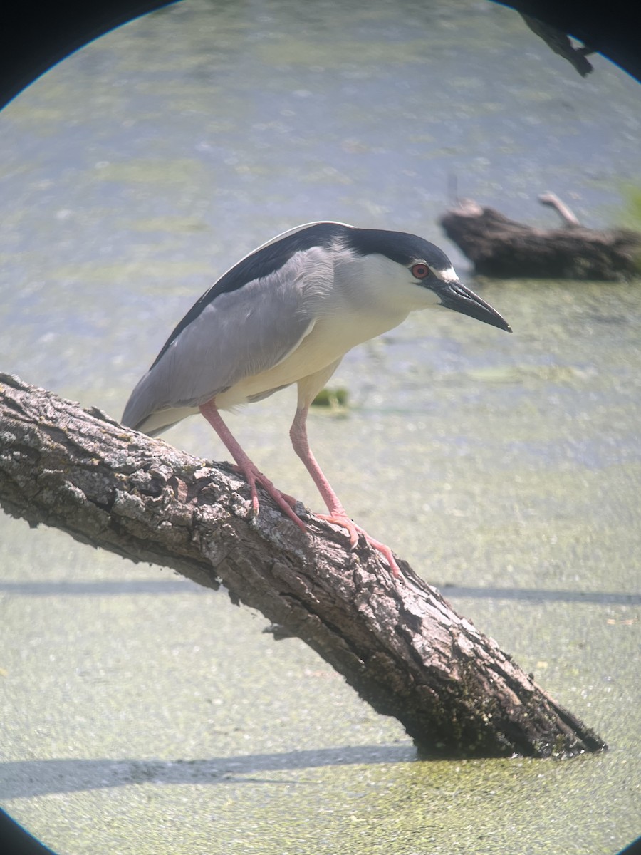 Black-crowned Night Heron - ML619893147