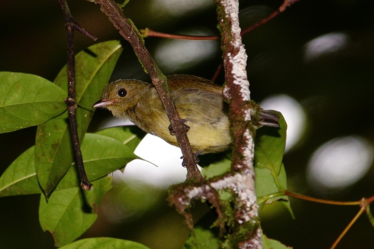 Red-capped Manakin - ML619893156