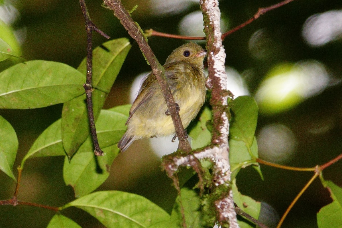 Red-capped Manakin - ML619893157